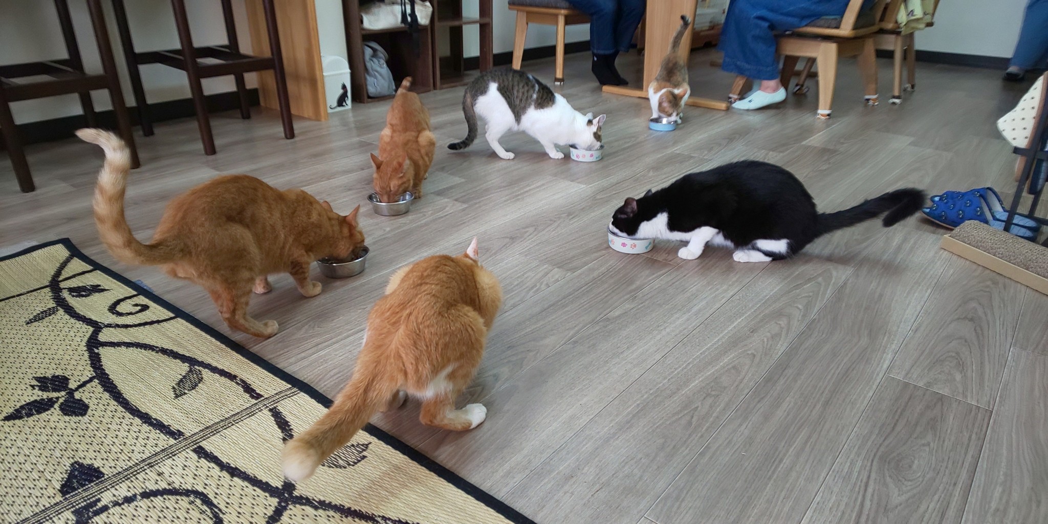 19 8 3 猫カフェ 滋賀県内某所 幻想夜 Tare No12 S Blog 19 8 3 猫カフェ 滋賀県内某所 幻想夜 Tare No12 S Blog