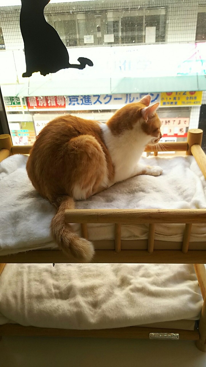18 4 1 猫カフェ 滋賀県内 幻想夜 Tare No12 S Blog