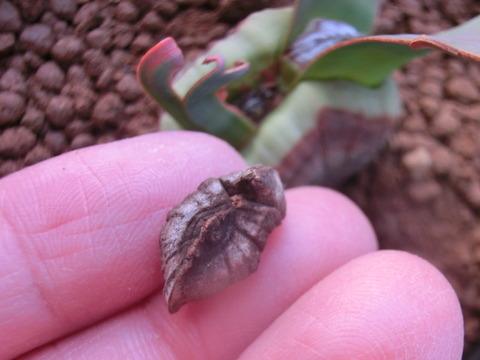 やっちまった 奇想天外 その後 め の多肉日記