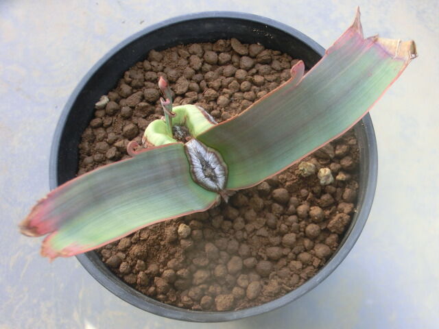 やっちまった 奇想天外 その後 め の多肉日記