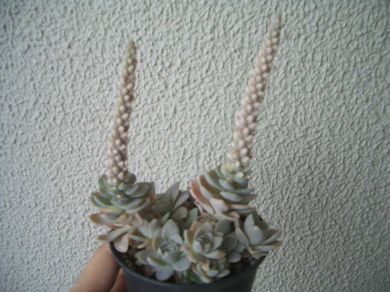 子持ち蓮華の花 め の多肉日記 子持ち蓮華の花 め の多肉日記