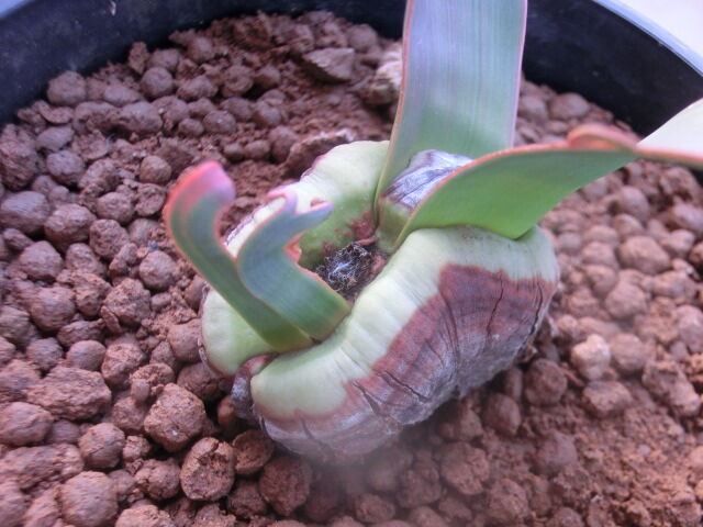 やっちまった 奇想天外 その後 め の多肉日記