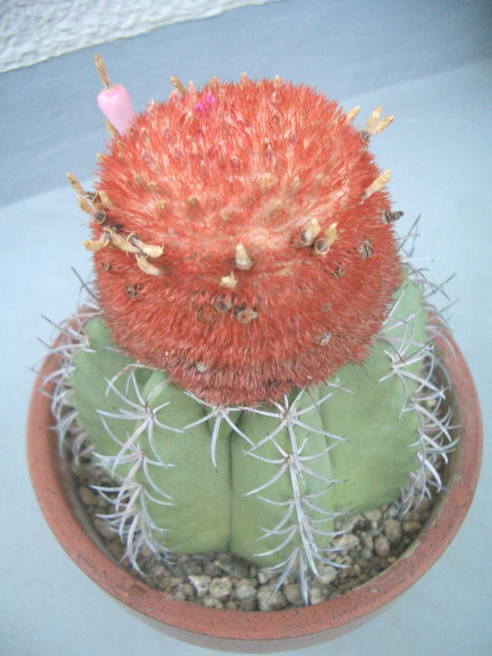 Melocactus め の多肉日記 Melocactus め の多肉日記