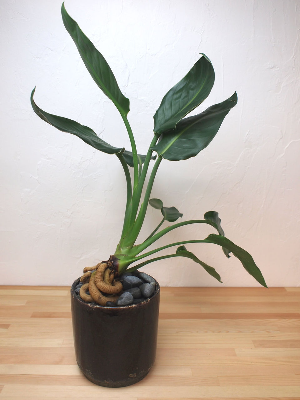 ストレリチア レギネ 極楽蝶花 Targetplantsblog ストレリチア レギネ 極楽蝶花 Targetplantsblog