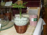 20050528テーブルヤシ