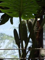 20090519モンス実