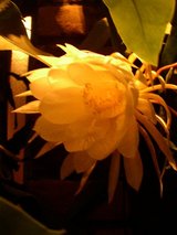 20060924����ͣ�
