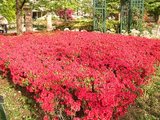 20060505�ĤĤ���