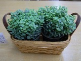 20110410¤��