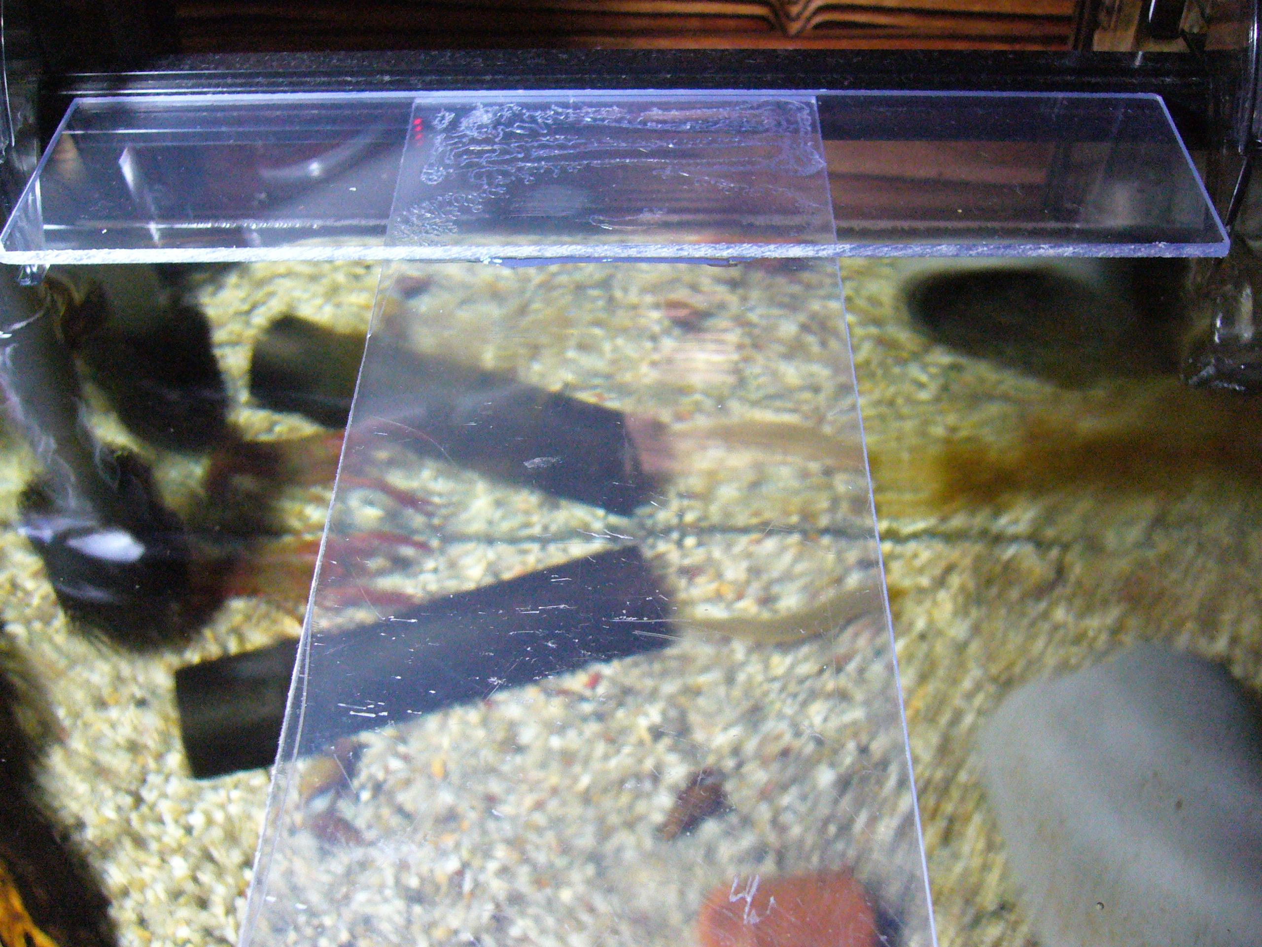脱走防止対策 ザリとメダカとサカナたち