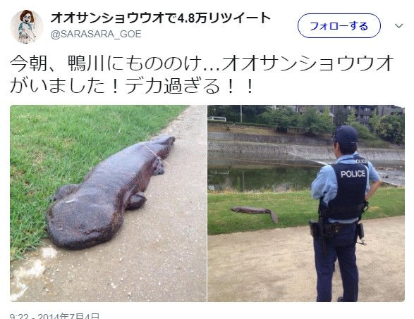 鴨川の氾濫ヤベェェェ あの生物も再登場wwwww オオサンショウウオ 日刊トレンド 今日の話題 鴨川の氾濫ヤベェェェ あの生物も再登場wwwww オオサンショウウオ 日刊トレンド 今日の話題