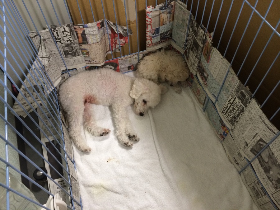 トイプードル 子犬