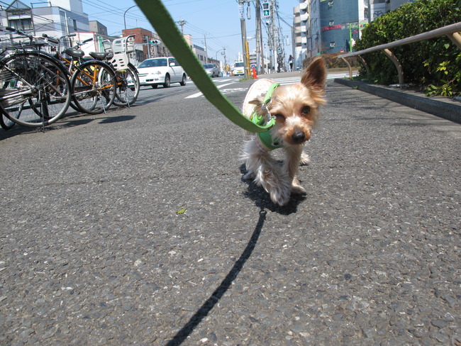 愛犬と洗足池に桜を見に行ってきた