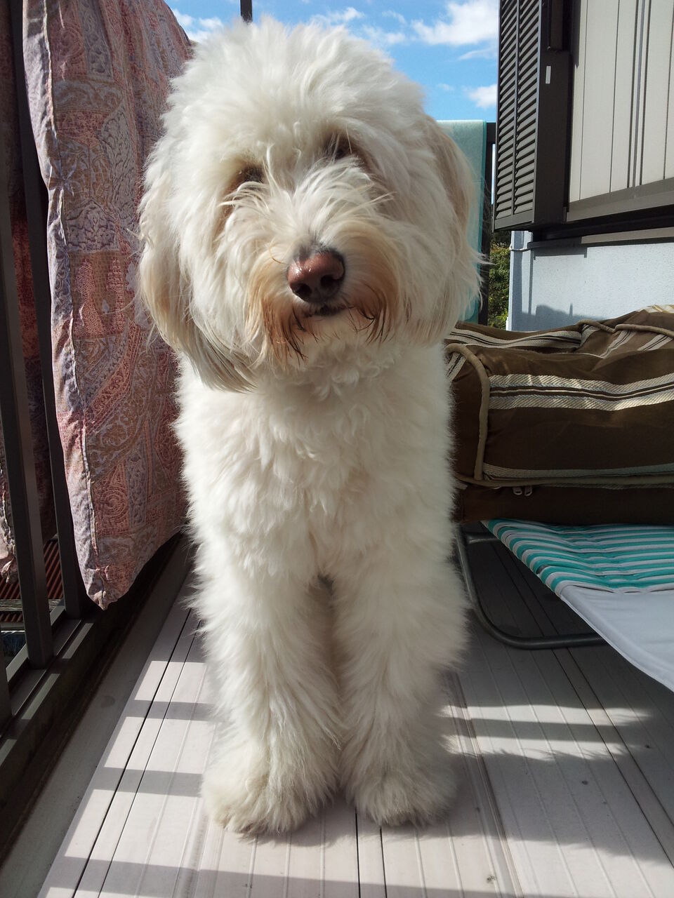 ゴールデンドゥードルという犬種1 ゴールデンドゥードルのミルク ゴールデンドゥードルという犬種1 ゴールデンドゥードルのミルク
