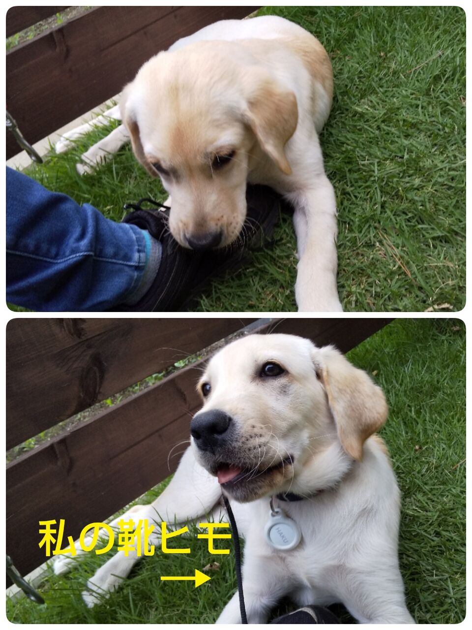 犬友 たろみんと歩こう 犬友 たろみんと歩こう