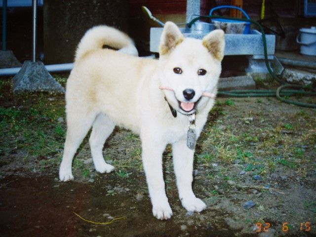 雑種犬ジョン伝記 紀州犬 犬と歩けば棒にあたる 一期一会 雑種犬ジョン伝記 紀州犬 犬と歩けば棒にあたる 一期一会