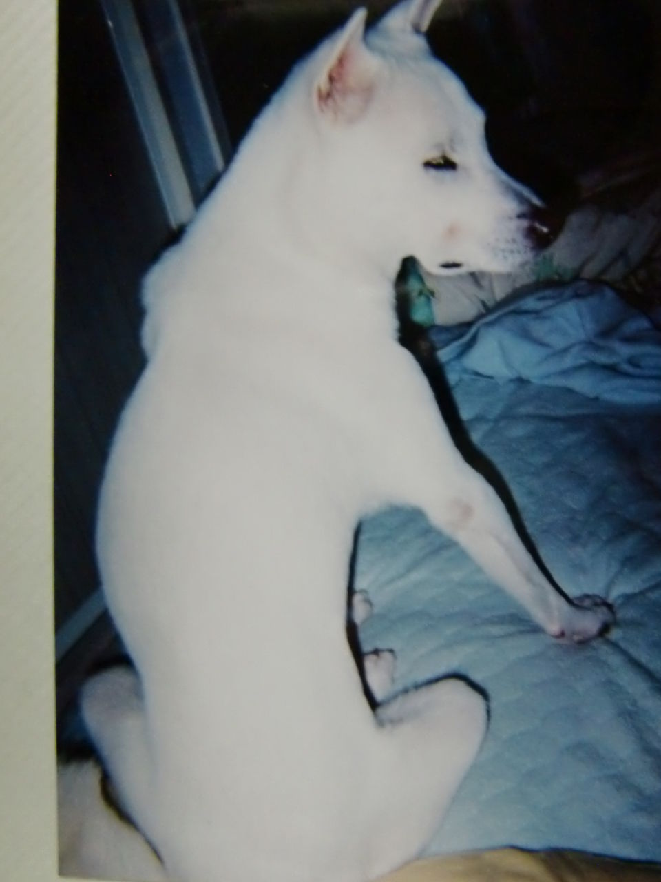 紀州犬とアオリイカ 紀州犬 犬と歩けば棒にあたる 一期一会 紀州犬とアオリイカ 紀州犬 犬と歩けば棒にあたる 一期一会