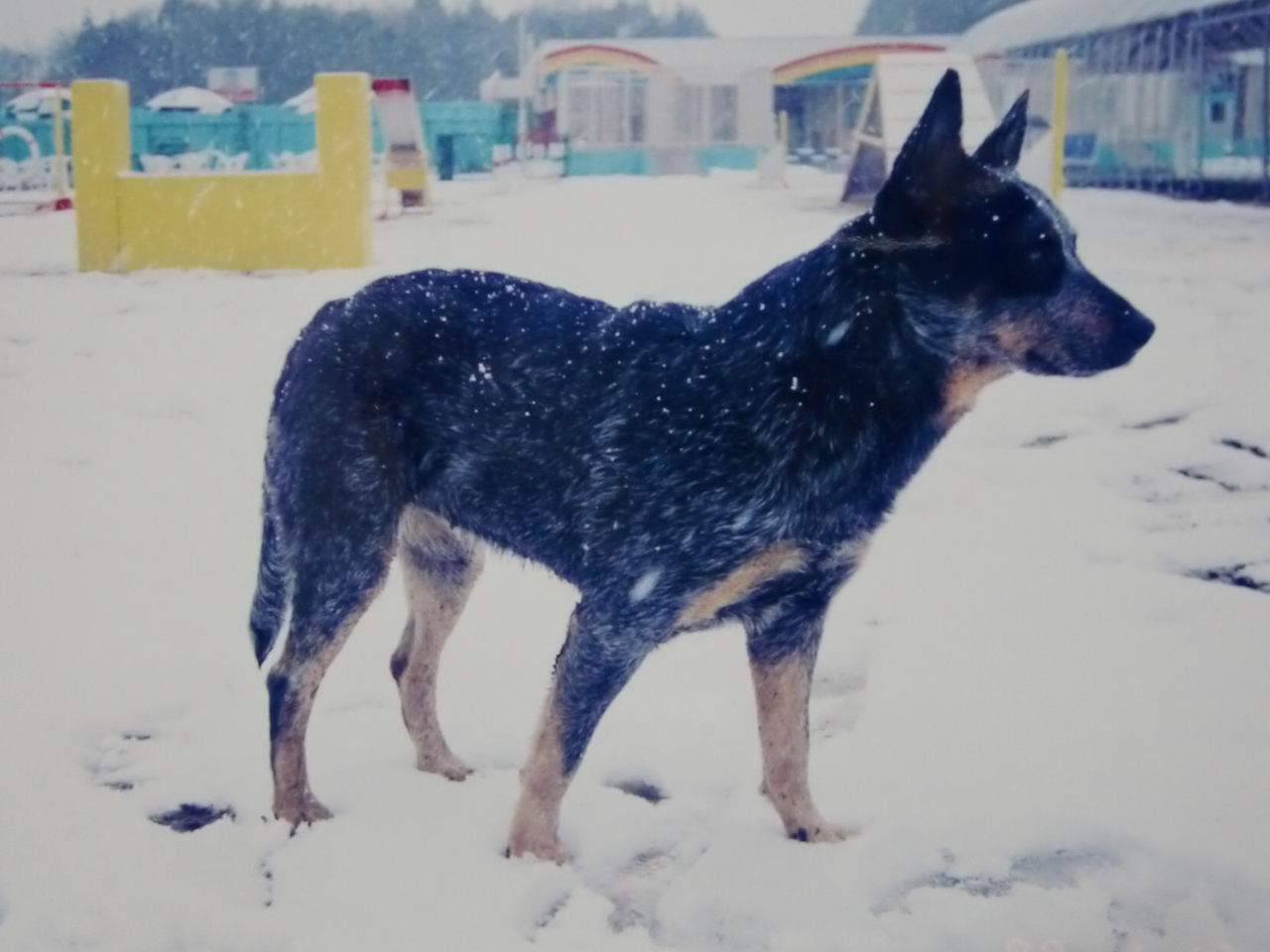 犬と仲良くなる方法 紀州犬 犬と歩けば棒にあたる 一期一会 犬と仲良くなる方法 紀州犬 犬と歩けば棒にあたる 一期一会
