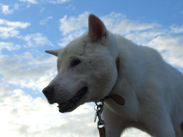 晩年の紀州犬タロー 紀州犬 犬と歩けば棒にあたる 一期一会 晩年の紀州犬タロー 紀州犬 犬と歩けば棒にあたる 一期一会
