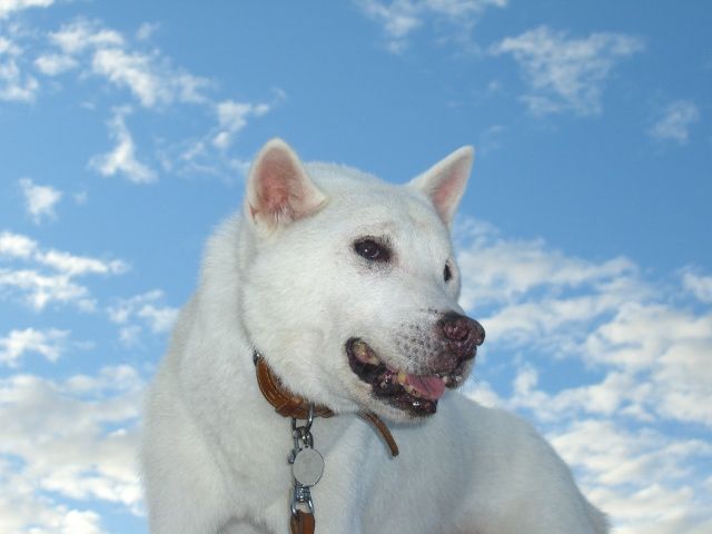 晩年の紀州犬タロー 紀州犬 犬と歩けば棒にあたる 一期一会 晩年の紀州犬タロー 紀州犬 犬と歩けば棒にあたる 一期一会
