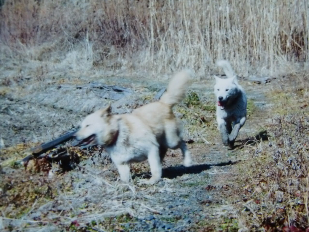 犬の走るスピードは時速何キロ 紀州犬 犬と歩けば棒にあたる 一期一会