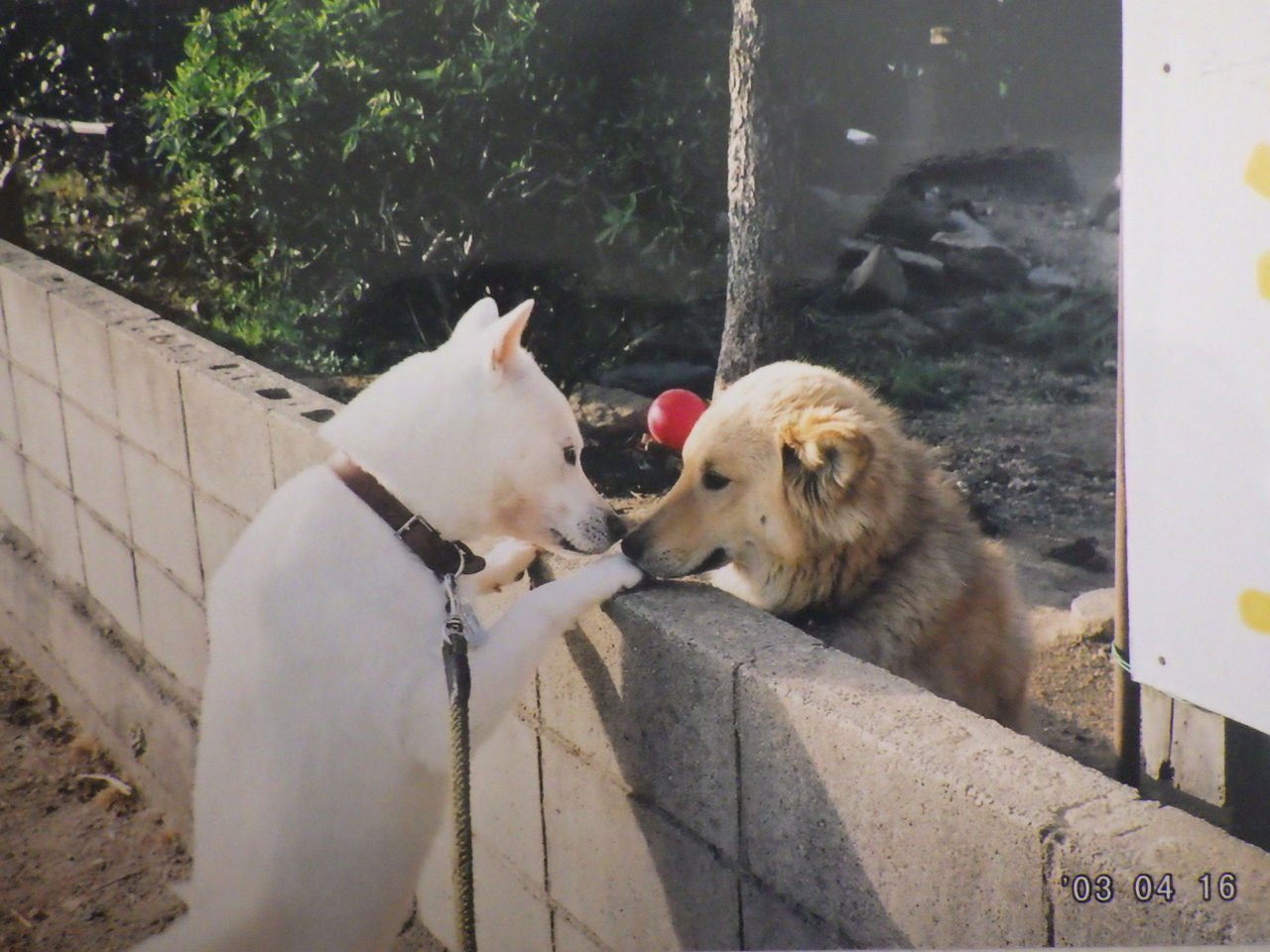タローと雑種犬ハチ君 紀州犬 犬と歩けば棒にあたる 一期一会