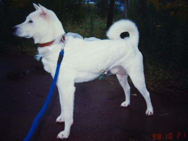 雑種犬のお友達 紀州犬 犬と歩けば棒にあたる 一期一会