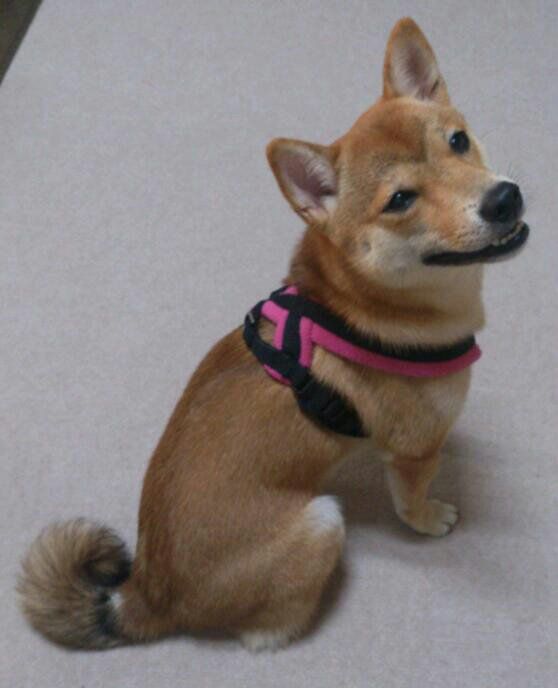 フリースラインドハーネス 装着モデル : 【紀州犬】犬と歩けば棒