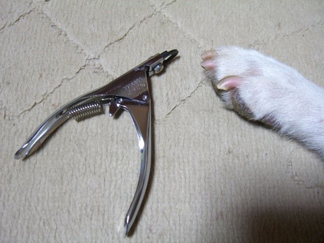 犬の爪切りは誰の仕事 動画あり 紀州犬 犬と歩けば棒にあたる 一期一会 犬の爪切りは誰の仕事 動画あり 紀州犬 犬と歩けば棒にあたる 一期一会