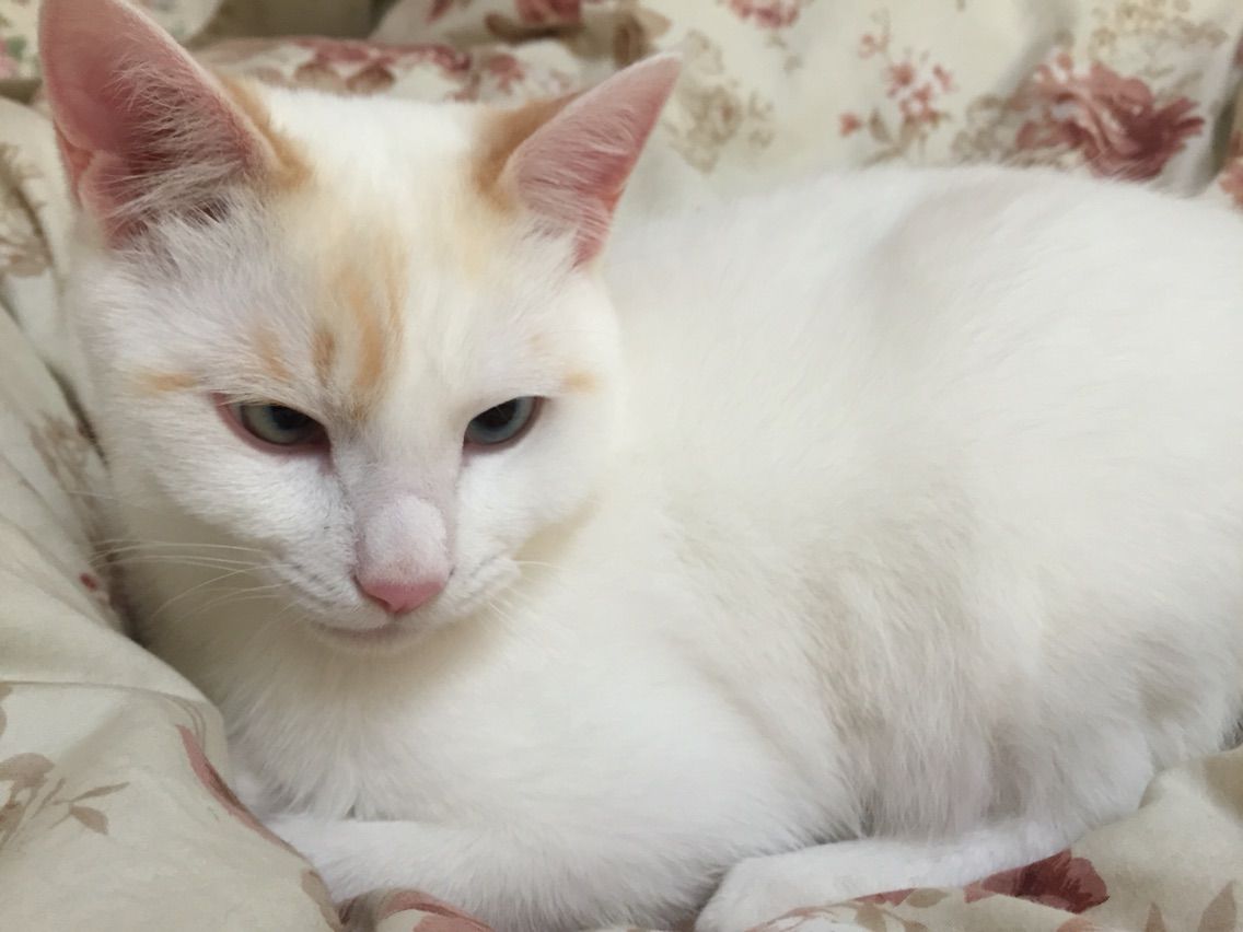 毛布ふみふみ 三匹の猫ブログ