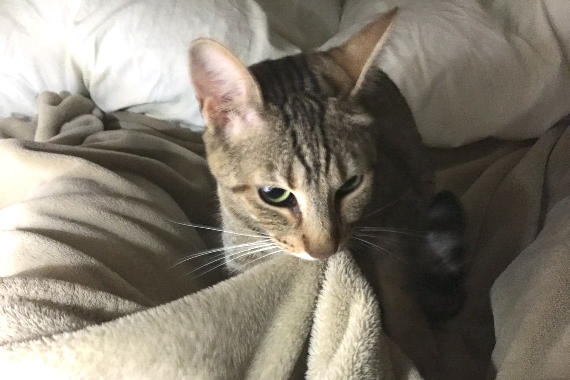 毛布ふみふみ 三匹の猫ブログ