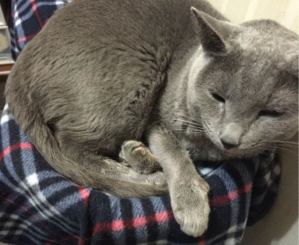 毛布ふみふみ 三匹の猫ブログ 毛布ふみふみ 三匹の猫ブログ