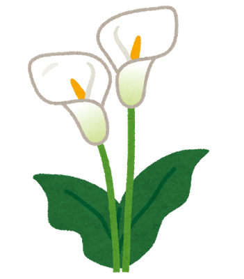 flower_himekaiu_calla