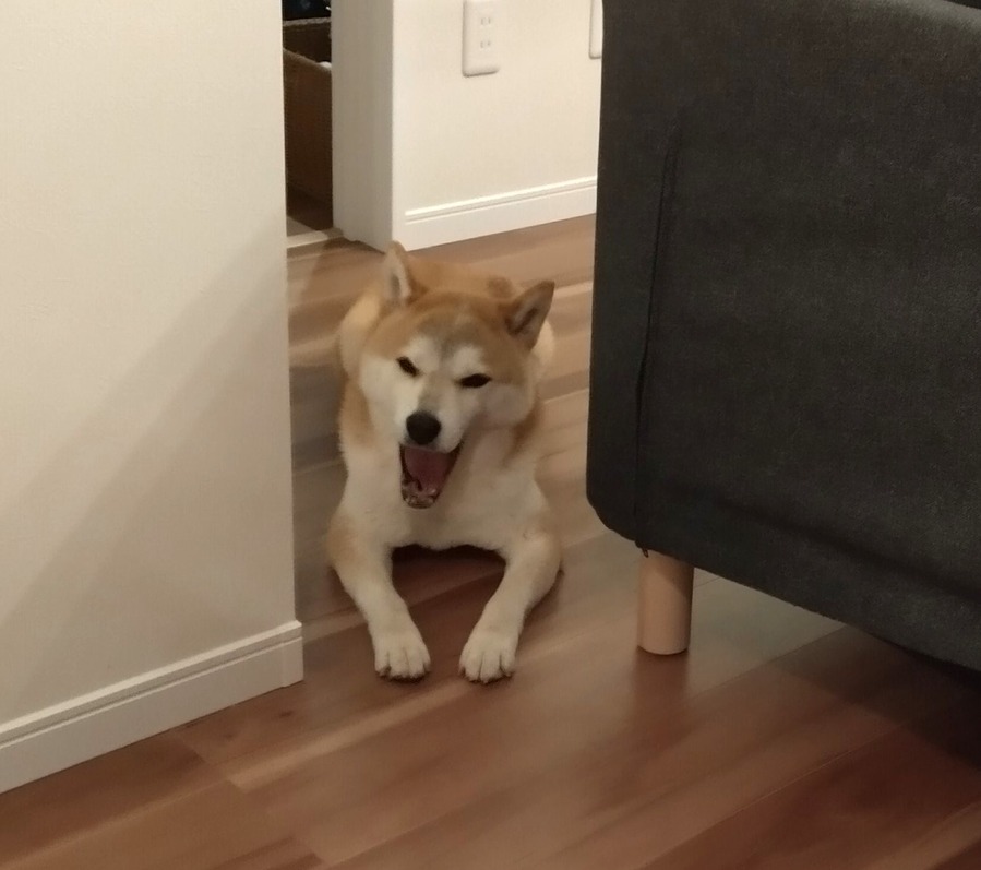 HORIZON_0001_BURST20220805201744965_COVER2