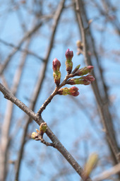 sakura201104023