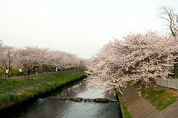 20110410sakura12
