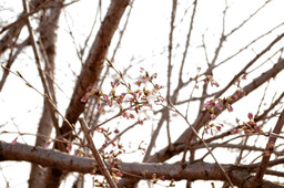 sakura201104021