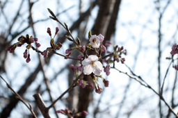 sakura201104022