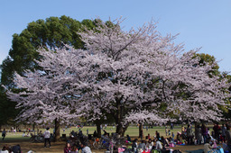 20110411sakura01