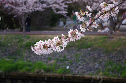 20110410sakura14