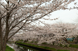 20110410sakura13