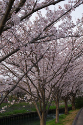 20110410sakura15