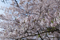 20110411sakura02