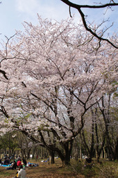 20110411sakura03