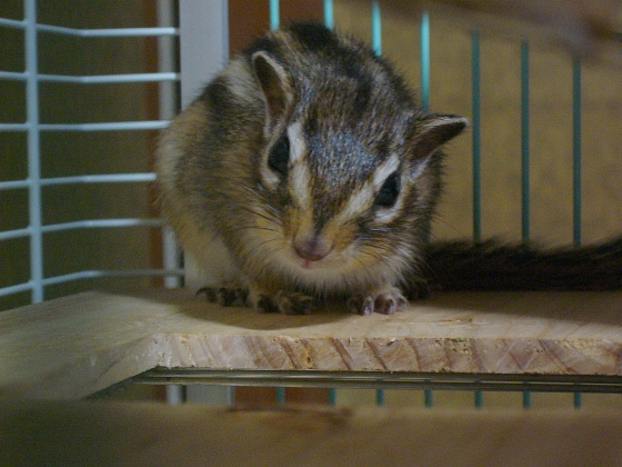 デジカメと リスと小鳥と 時々その他 デジカメと リスと小鳥と 時々その他
