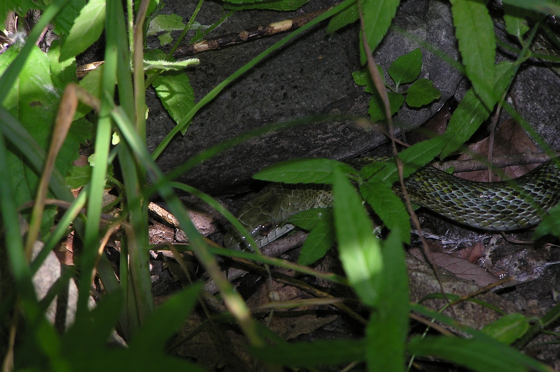 アオダイショウ 蛇 ヘビ デジカメと リスと小鳥と 時々その他 アオダイショウ 蛇 ヘビ デジカメと リスと小鳥と 時々その他