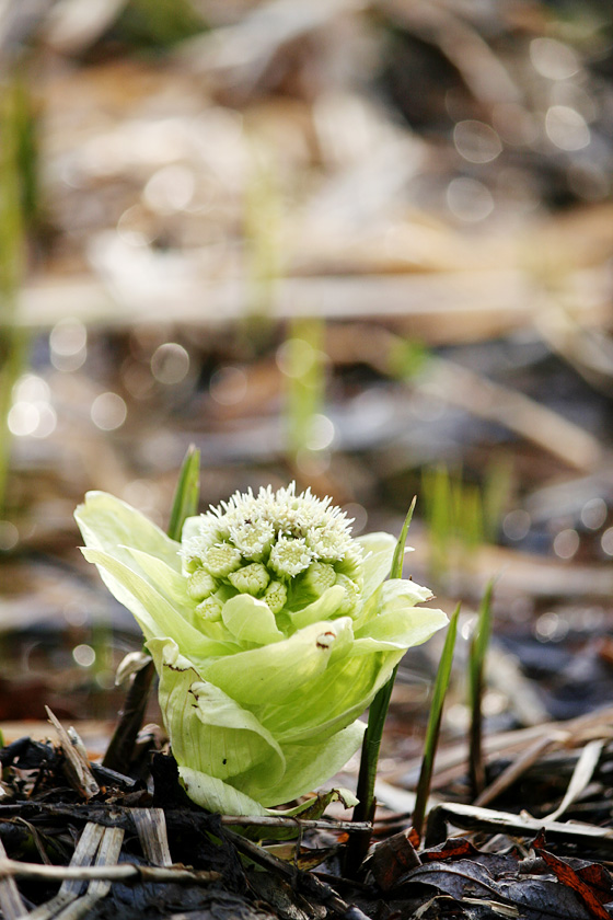 フキノトウ 水芭蕉 デジカメと リスと小鳥と 時々その他 フキノトウ 水芭蕉 デジカメと リスと小鳥と 時々その他