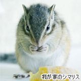 我が家のシマリス 2頭身 : デジカメと リスと小鳥と 時々その他