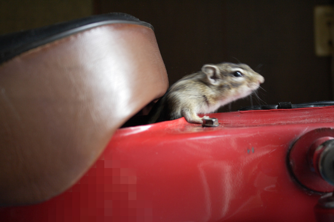 我が家のシマリス デジカメと リスと小鳥と 時々その他