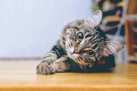 images (19)
